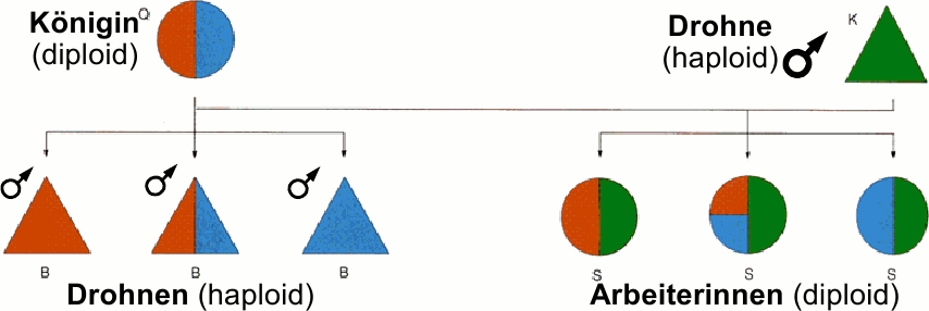 Die Darstellung Der Evolutionstheorie In Deutschsprachigen Zeitungen Und Nachrichtenmagazinen